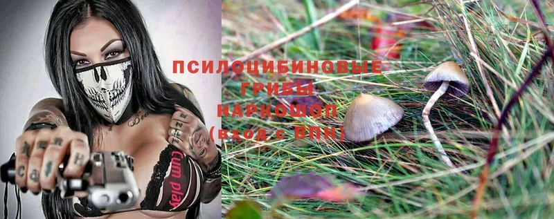 Галлюциногенные грибы MAGIC MUSHROOMS Власиха